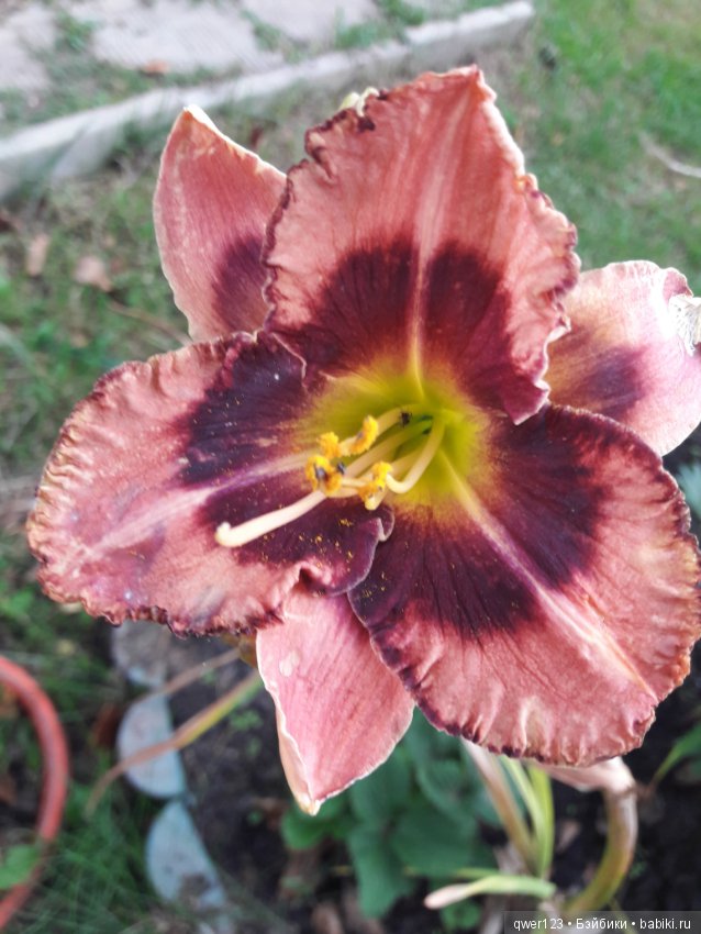 "Дивный сад" или я скучаю по саду(коллекция лилейников) (фото 6)