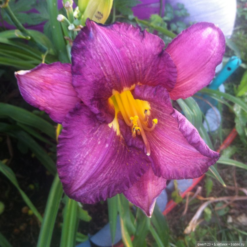 "Дивный сад" или я скучаю по саду(коллекция лилейников)