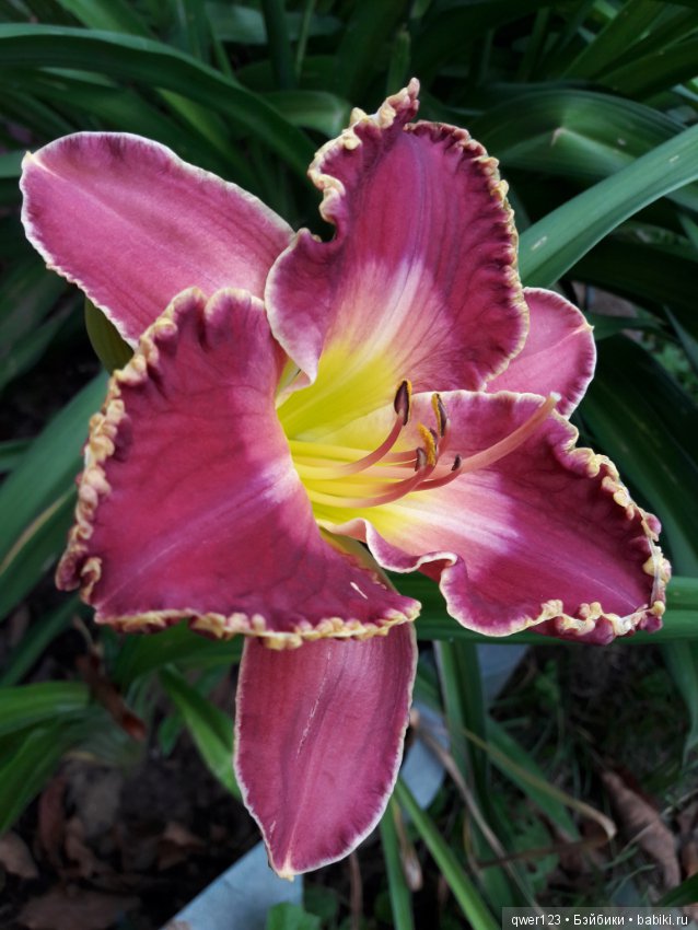 "Дивный сад" или я скучаю по саду(коллекция лилейников) (фото 3)