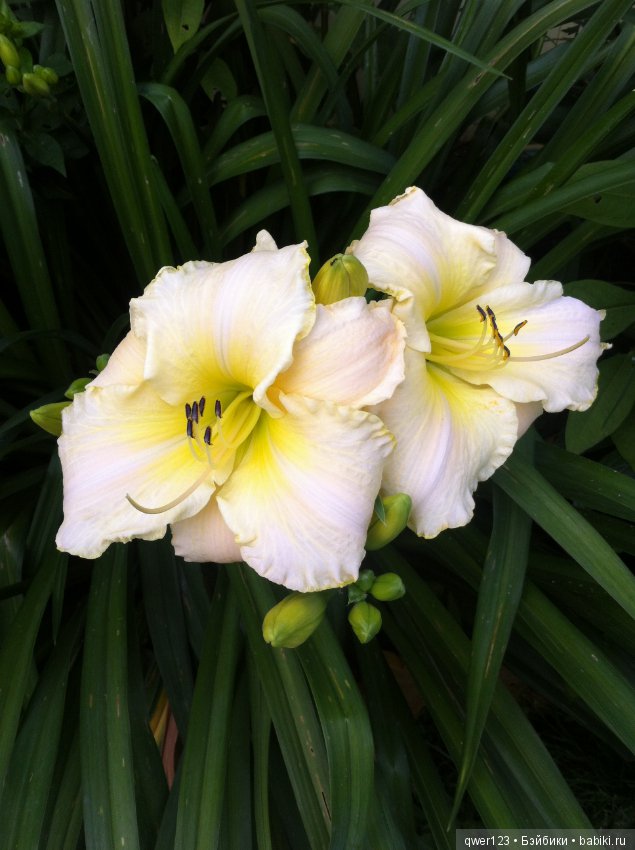 "Дивный сад" или я скучаю по саду(коллекция лилейников)