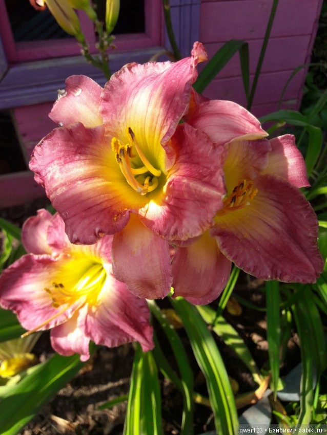 "Дивный сад" или я скучаю по саду(коллекция лилейников) (фото 5)