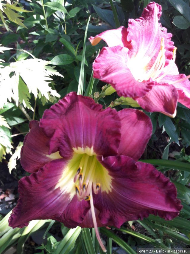 "Дивный сад" или я скучаю по саду(коллекция лилейников) (фото 4)