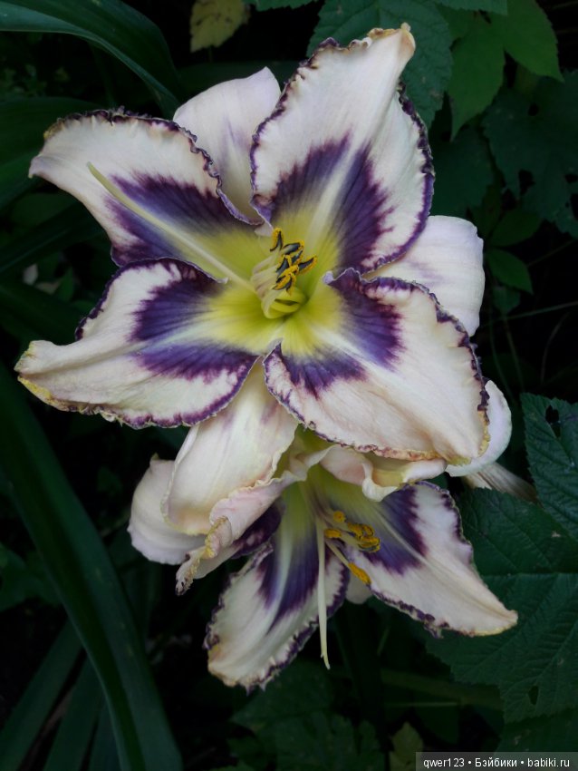 "Дивный сад" или я скучаю по саду(коллекция лилейников) (фото 7)