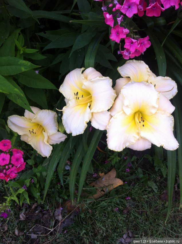 "Дивный сад" или я скучаю по саду(коллекция лилейников)