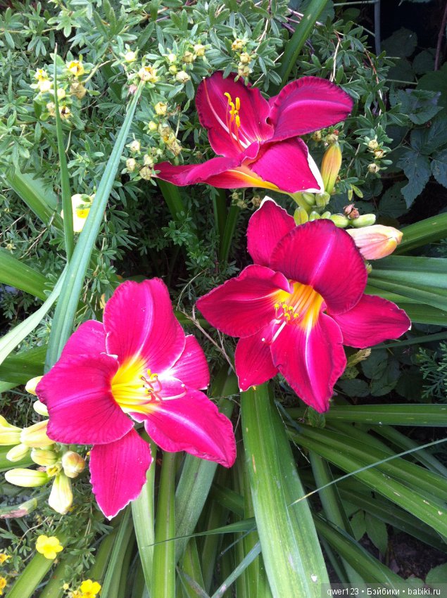 "Дивный сад" или я скучаю по саду(коллекция лилейников)