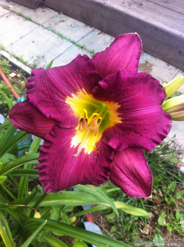 "Дивный сад" или я скучаю по саду(коллекция лилейников) (фото 10)