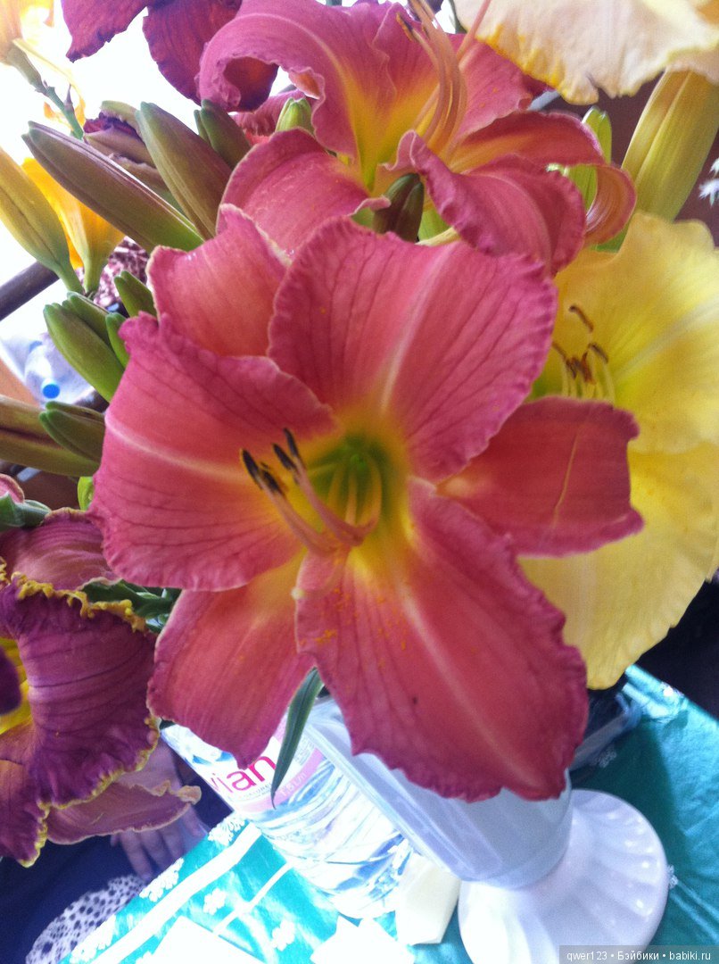 "Дивный сад" или я скучаю по саду(коллекция лилейников) (фото 9)