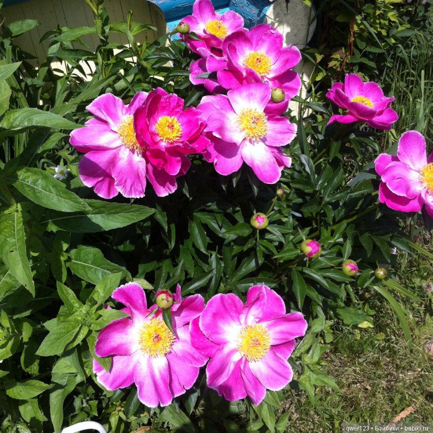 "Дивный сад" или я скучаю по саду, коллекция пионов (фото 2)