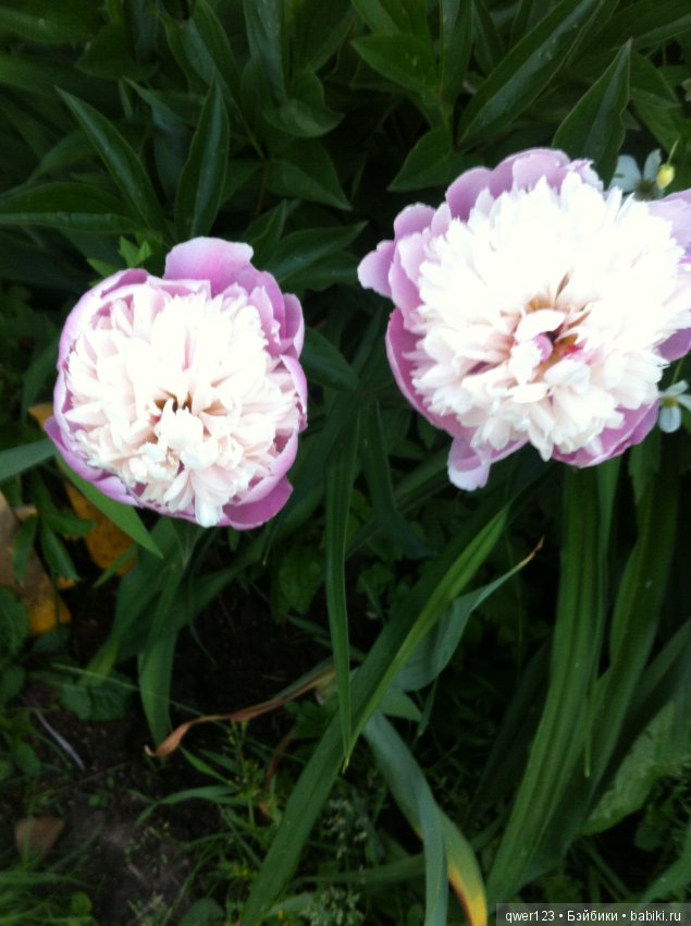 "Дивный сад" или я скучаю по саду, коллекция пионов (фото 3)