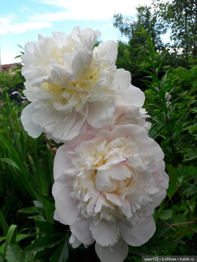 "Дивный сад" или я скучаю по саду, коллекция пионов (фото 5)