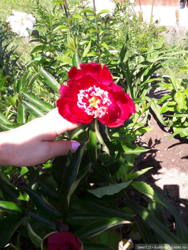 "Дивный сад" или я скучаю по саду, коллекция пионов (фото 9)