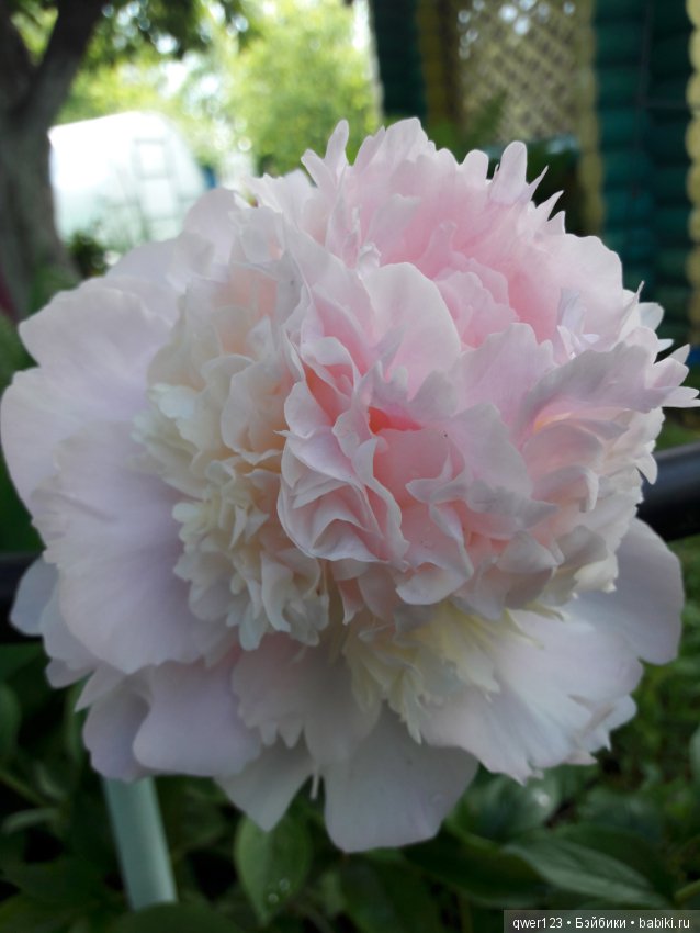 "Дивный сад" или я скучаю по саду, коллекция пионов (фото 6)