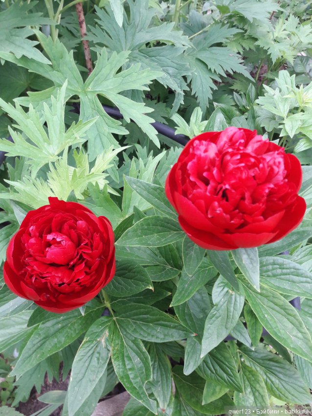 "Дивный сад" или я скучаю по саду, коллекция пионов (фото 7)