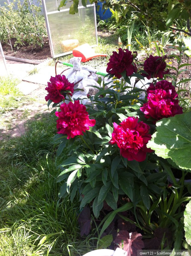 "Дивный сад" или я скучаю по саду, коллекция пионов