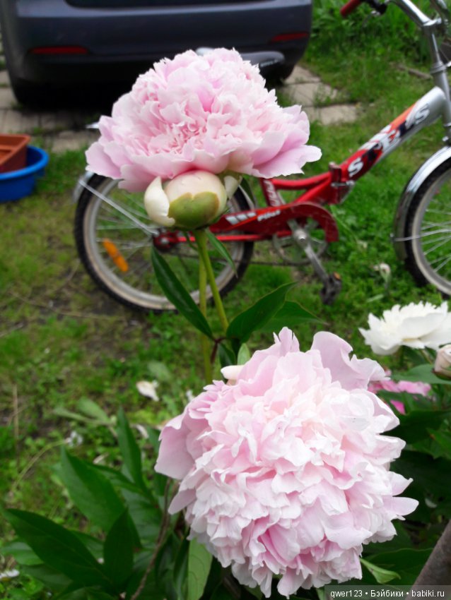 "Дивный сад" или я скучаю по саду, коллекция пионов (фото 4)