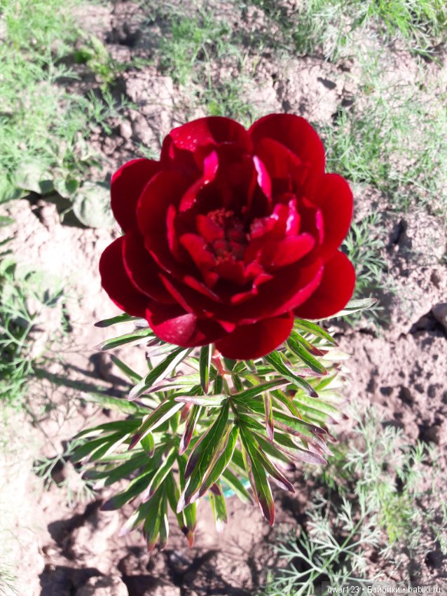 "Дивный сад" или я скучаю по саду, коллекция пионов