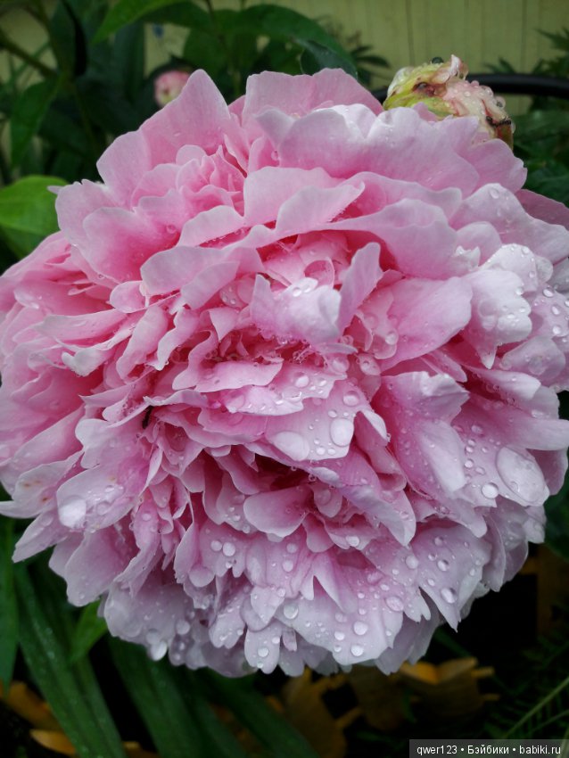 "Дивный сад" или я скучаю по саду, коллекция пионов