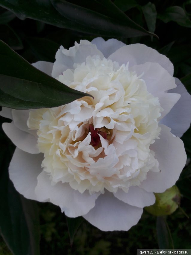 "Дивный сад" или я скучаю по саду, коллекция пионов