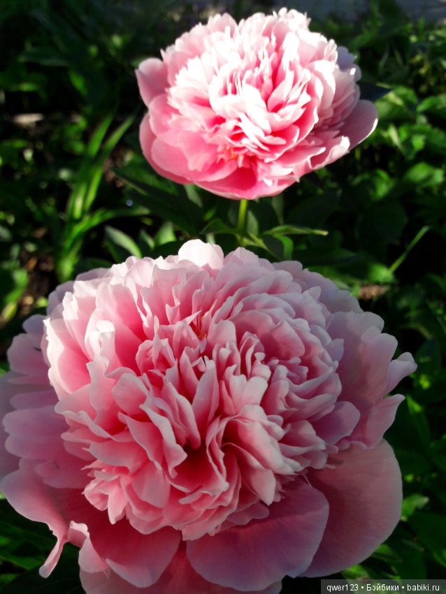 "Дивный сад" или я скучаю по саду, коллекция пионов