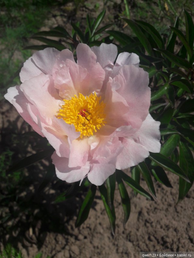 "Дивный сад" или я скучаю по саду, коллекция пионов