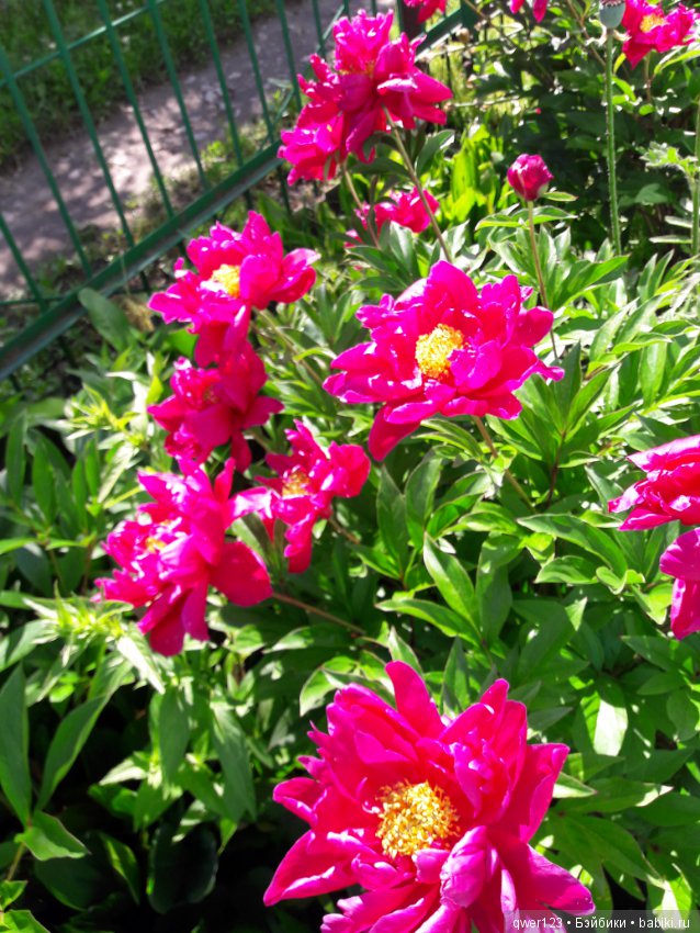 "Дивный сад" или я скучаю по саду, коллекция пионов