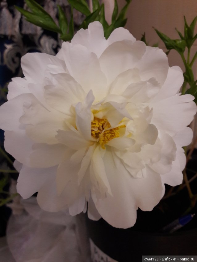 "Дивный сад" или я скучаю по саду, коллекция пионов