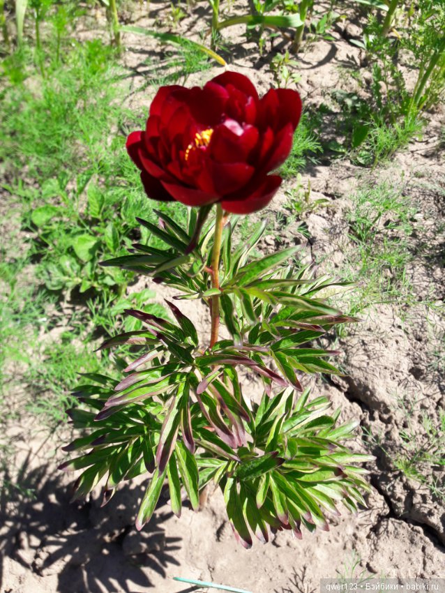 "Дивный сад" или я скучаю по саду, коллекция пионов