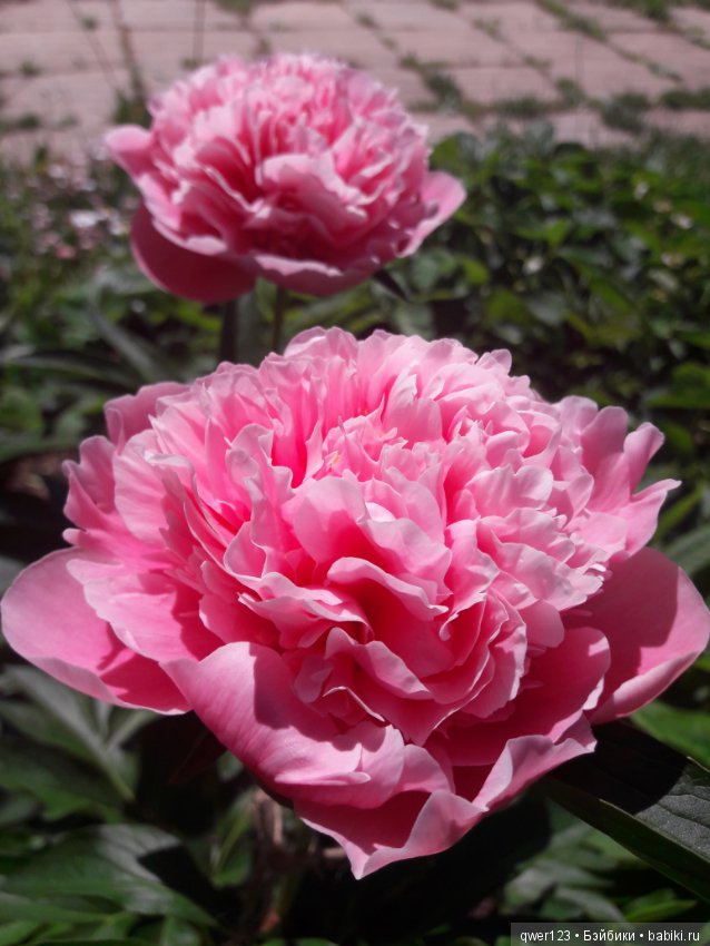 "Дивный сад" или я скучаю по саду, коллекция пионов