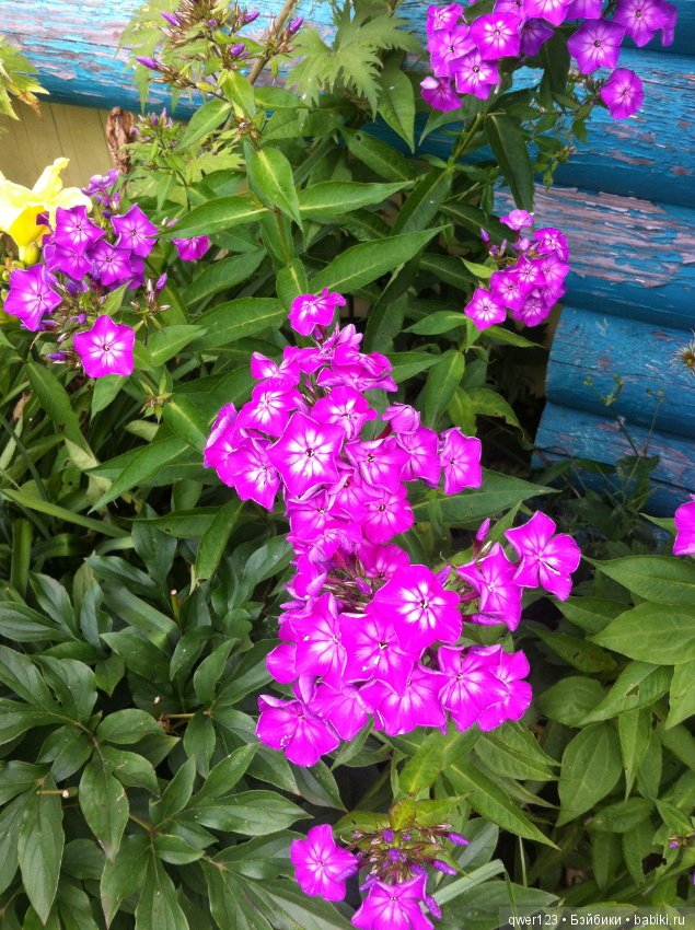 "Дивный сад" или я скучаю по саду, коллекция флоксов