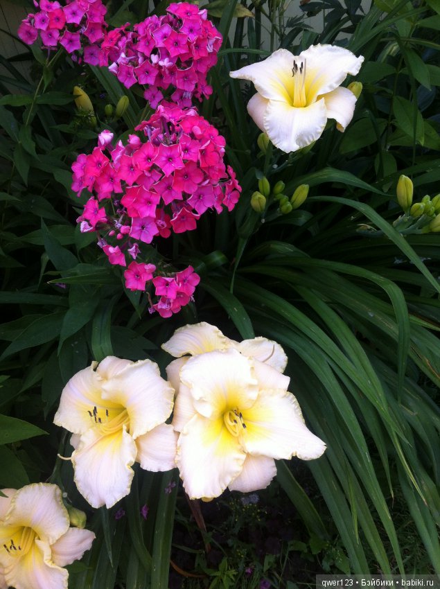 "Дивный сад" или я скучаю по саду, коллекция флоксов (фото 10)