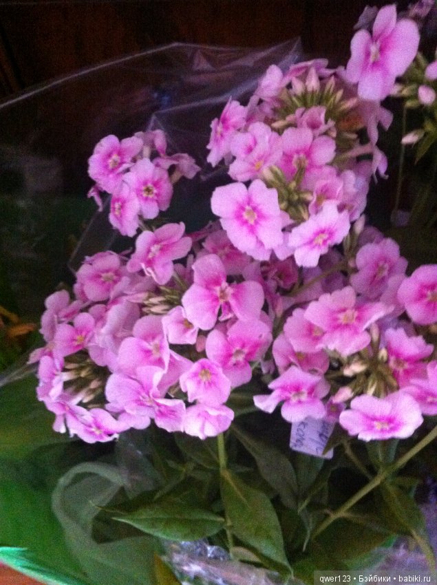 "Дивный сад" или я скучаю по саду, коллекция флоксов (фото 5)