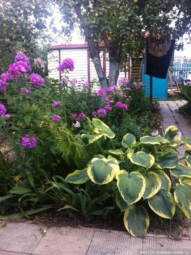 "Дивный сад" или я скучаю по саду, коллекция флоксов (фото 6)