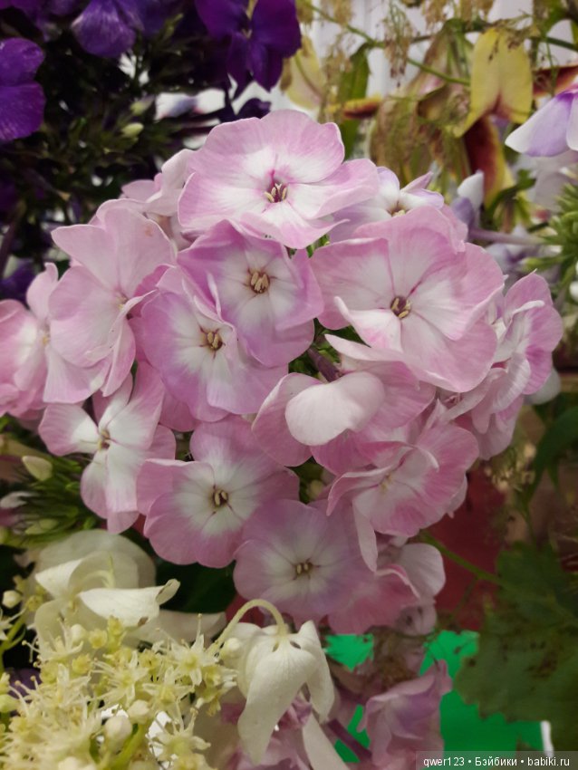 "Дивный сад" или я скучаю по саду, коллекция флоксов (фото 8)