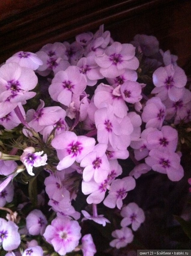 "Дивный сад" или я скучаю по саду, коллекция флоксов (фото 3)