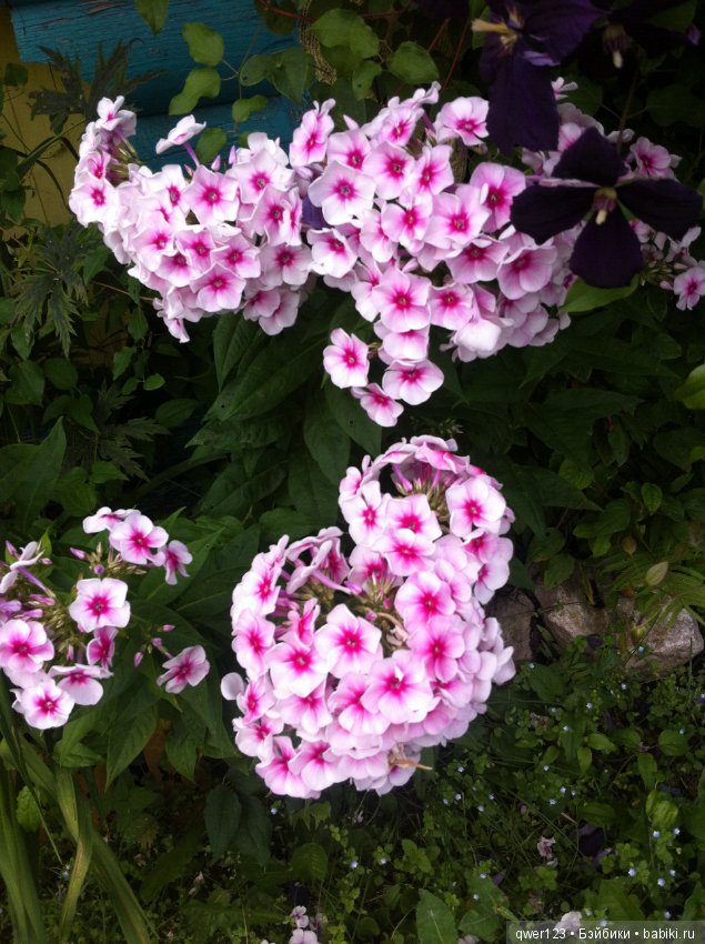 "Дивный сад" или я скучаю по саду, коллекция флоксов