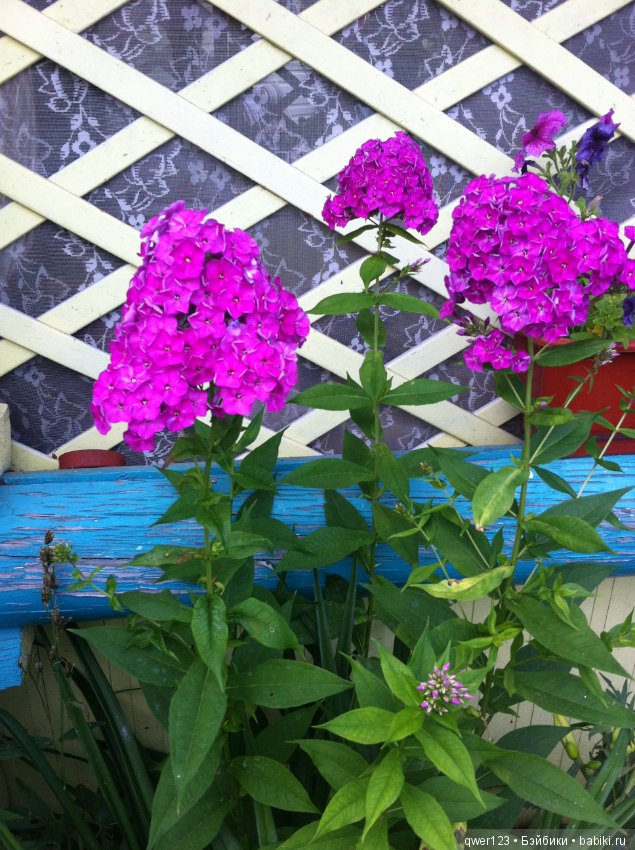 "Дивный сад" или я скучаю по саду, коллекция флоксов (фото 2)