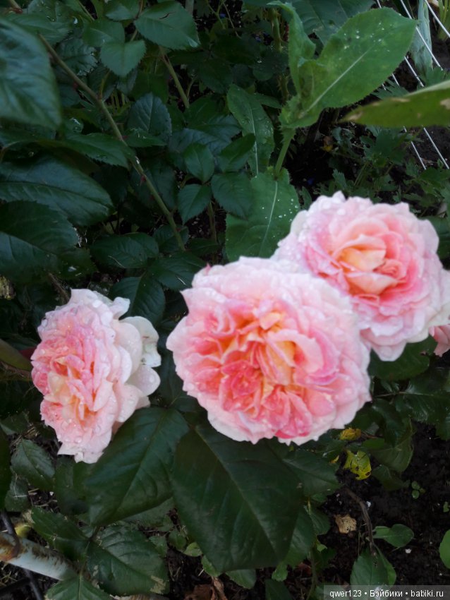 "Дивный сад" или я скучаю по саду, коллекция розочек (фото 2)