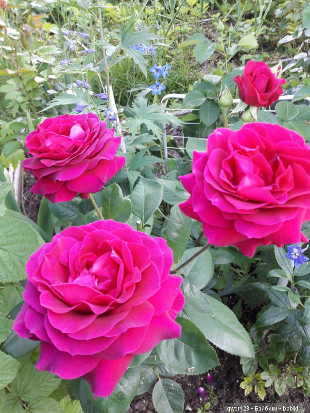 "Дивный сад" или я скучаю по саду, коллекция розочек