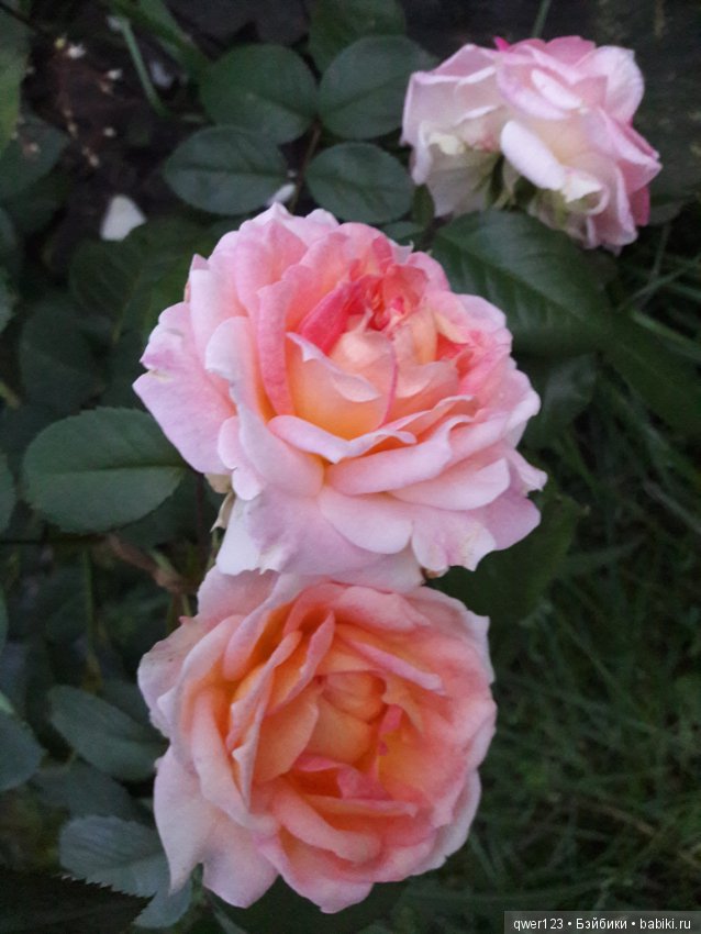 "Дивный сад" или я скучаю по саду, коллекция розочек (фото 6)