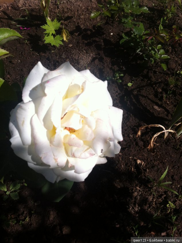 "Дивный сад" или я скучаю по саду, коллекция розочек (фото 8)