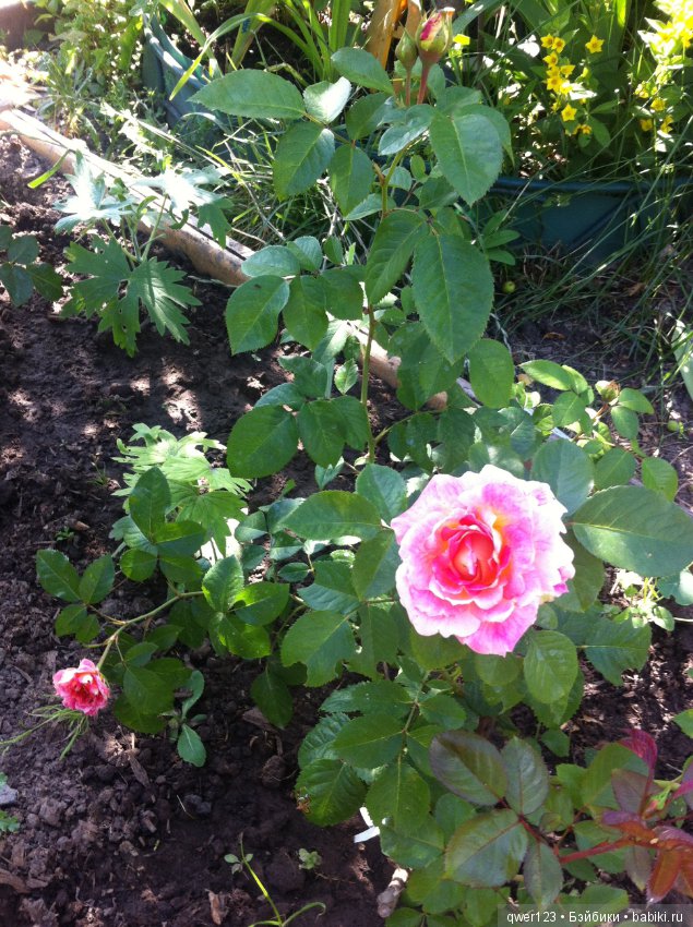 "Дивный сад" или я скучаю по саду, коллекция розочек (фото 10)