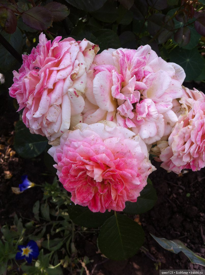 "Дивный сад" или я скучаю по саду, коллекция розочек (фото 7)