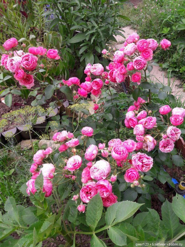 "Дивный сад" или я скучаю по саду, коллекция розочек (фото 5)