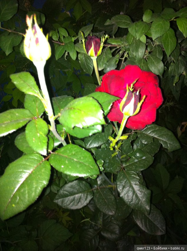 "Дивный сад" или я скучаю по саду, коллекция розочек