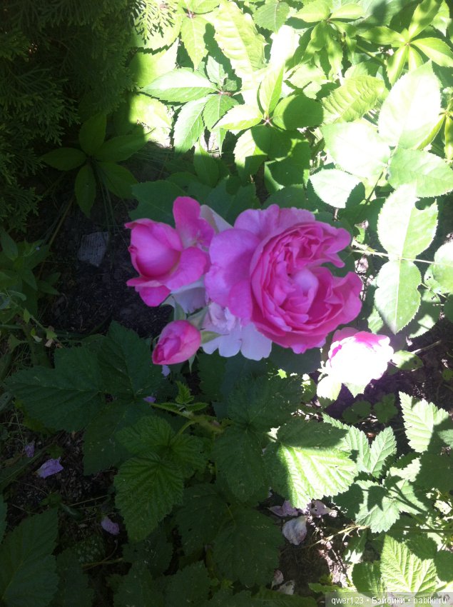 "Дивный сад" или я скучаю по саду, коллекция розочек (фото 9)