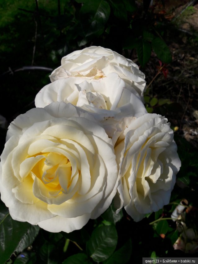 "Дивный сад" или я скучаю по саду, коллекция розочек (фото 3)