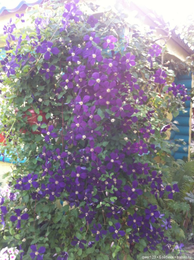 "Дивный сад" или я скучаю по саду, коллекция клематисов (фото 10)