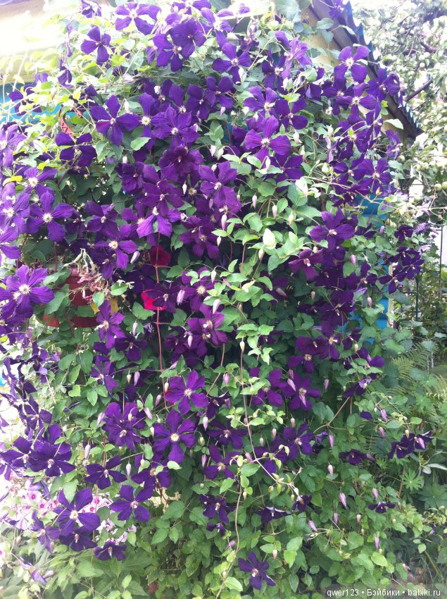 "Дивный сад" или я скучаю по саду, коллекция клематисов (фото 9)