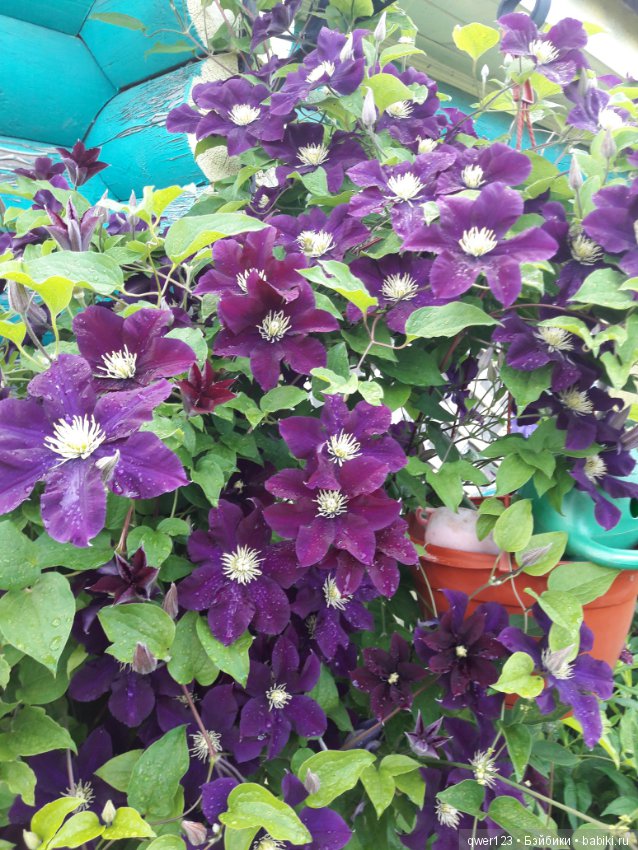 "Дивный сад" или я скучаю по саду, коллекция клематисов (фото 3)