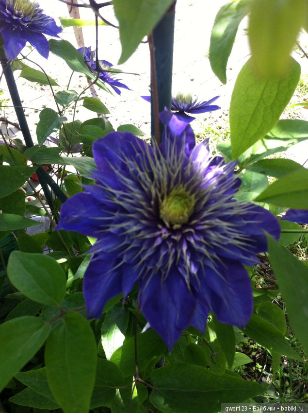 "Дивный сад" или я скучаю по саду, коллекция клематисов (фото 8)